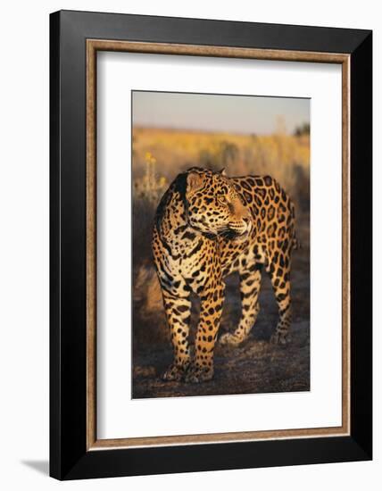 Jaguar-DLILLC-Framed Photographic Print