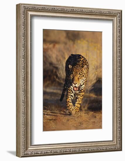 Jaguar-DLILLC-Framed Photographic Print