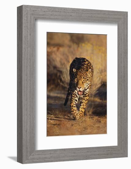 Jaguar-DLILLC-Framed Photographic Print