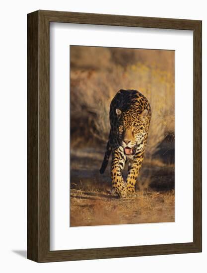 Jaguar-DLILLC-Framed Photographic Print