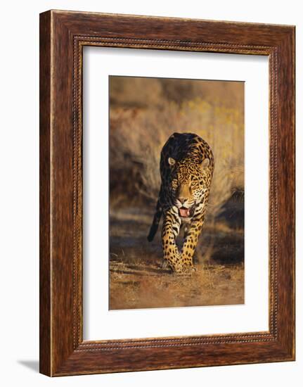 Jaguar-DLILLC-Framed Photographic Print