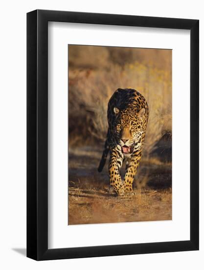 Jaguar-DLILLC-Framed Photographic Print