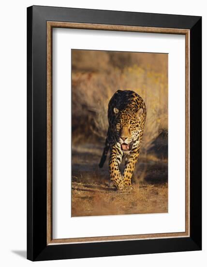 Jaguar-DLILLC-Framed Photographic Print