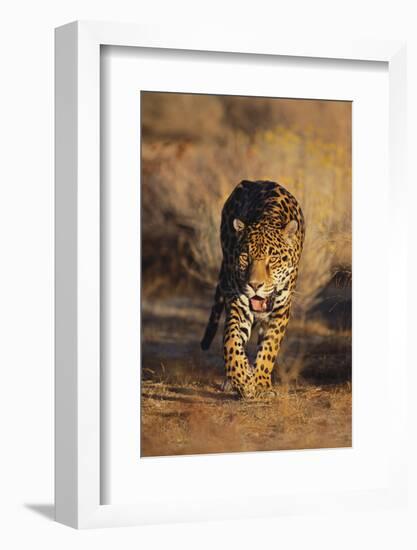 Jaguar-DLILLC-Framed Photographic Print