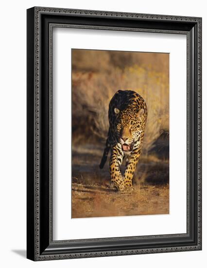 Jaguar-DLILLC-Framed Photographic Print