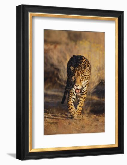 Jaguar-DLILLC-Framed Photographic Print