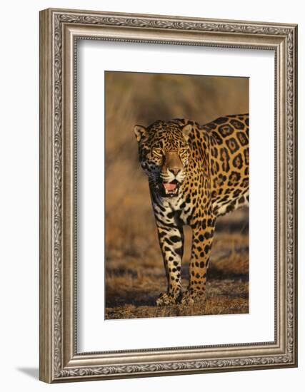 Jaguar-DLILLC-Framed Photographic Print