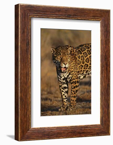 Jaguar-DLILLC-Framed Photographic Print