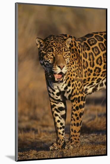 Jaguar-DLILLC-Mounted Photographic Print