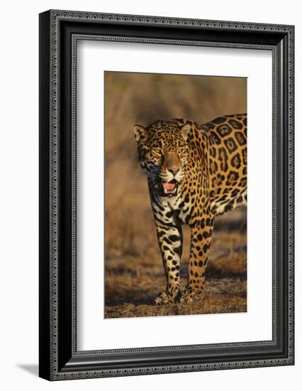 Jaguar-DLILLC-Framed Photographic Print