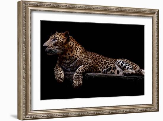 Jaguar-yulius handoko-Framed Photographic Print