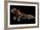 Jaguar-yulius handoko-Framed Photographic Print