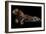 Jaguar-yulius handoko-Framed Photographic Print