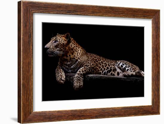 Jaguar-yulius handoko-Framed Photographic Print