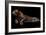 Jaguar-yulius handoko-Framed Photographic Print