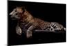 Jaguar-yulius handoko-Mounted Photographic Print