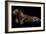 Jaguar-yulius handoko-Framed Photographic Print