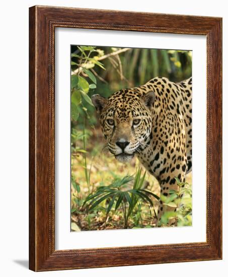 Jaguar-null-Framed Photographic Print