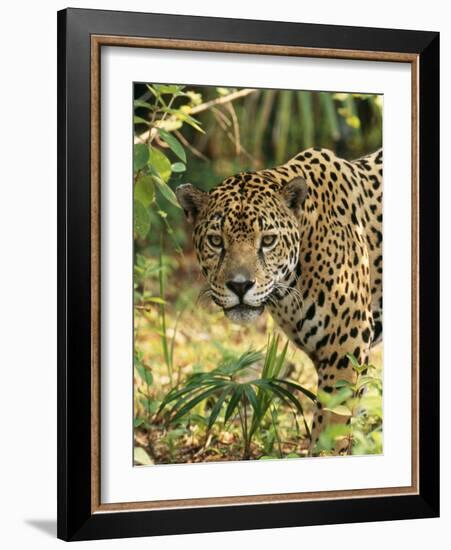 Jaguar-null-Framed Photographic Print