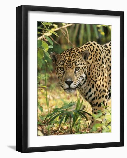 Jaguar-null-Framed Photographic Print