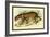 Jaguar-Sir William Jardine-Framed Art Print