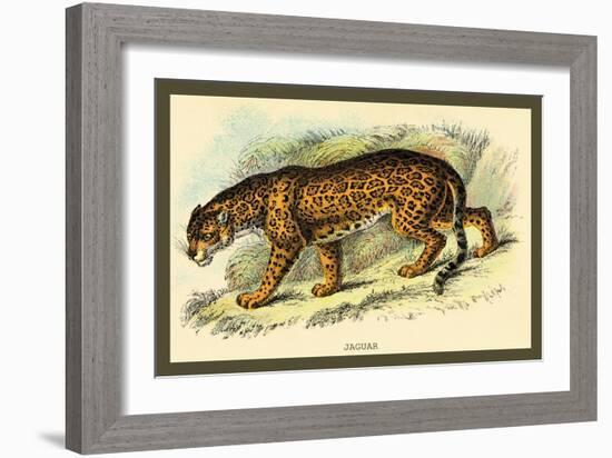 Jaguar-Sir William Jardine-Framed Art Print