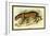 Jaguar-Sir William Jardine-Framed Art Print