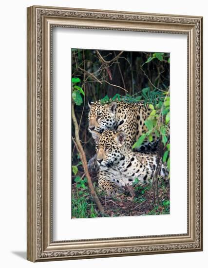 Jaguars (Panthera onca), Pantanal Wetlands, Brazil-null-Framed Photographic Print