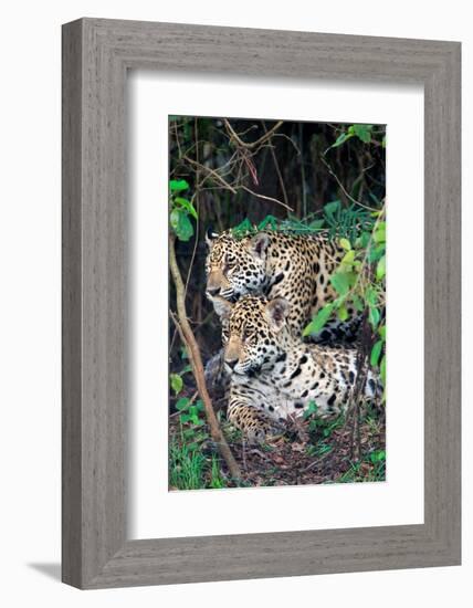 Jaguars (Panthera onca), Pantanal Wetlands, Brazil-null-Framed Photographic Print