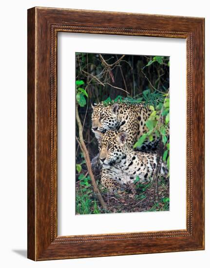 Jaguars (Panthera onca), Pantanal Wetlands, Brazil-null-Framed Photographic Print