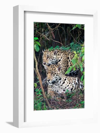 Jaguars (Panthera onca), Pantanal Wetlands, Brazil-null-Framed Photographic Print