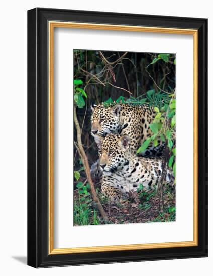 Jaguars (Panthera onca), Pantanal Wetlands, Brazil-null-Framed Photographic Print