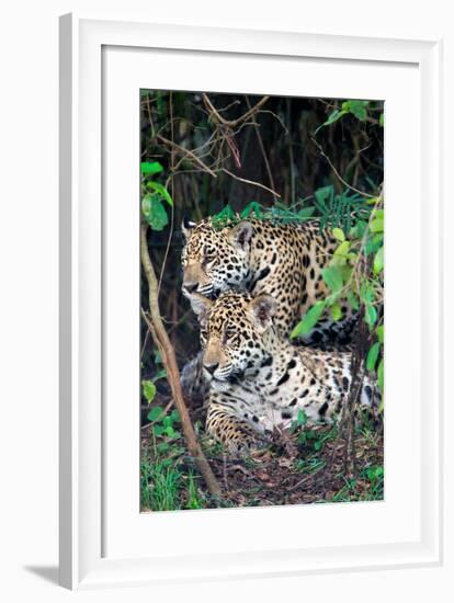 Jaguars (Panthera onca), Pantanal Wetlands, Brazil-null-Framed Photographic Print