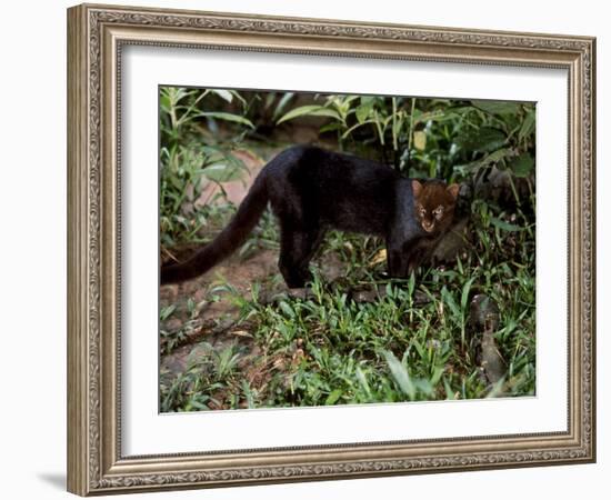 Jaguarundi, Ecuadorian Amazon Ecuador-Peter Oxford-Framed Photographic Print