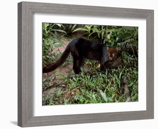 Jaguarundi, Ecuadorian Amazon Ecuador-Peter Oxford-Framed Photographic Print