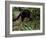 Jaguarundi, Ecuadorian Amazon Ecuador-Peter Oxford-Framed Photographic Print