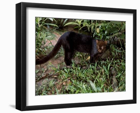 Jaguarundi, Ecuadorian Amazon Ecuador-Peter Oxford-Framed Photographic Print