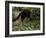 Jaguarundi, Ecuadorian Amazon Ecuador-Peter Oxford-Framed Photographic Print