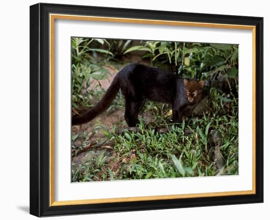 Jaguarundi, Ecuadorian Amazon Ecuador-Peter Oxford-Framed Photographic Print