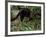 Jaguarundi, Ecuadorian Amazon Ecuador-Peter Oxford-Framed Photographic Print