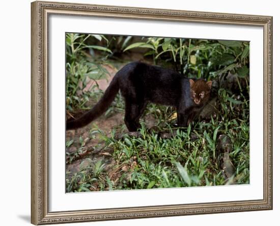 Jaguarundi, Ecuadorian Amazon Ecuador-Peter Oxford-Framed Photographic Print