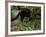 Jaguarundi, Ecuadorian Amazon Ecuador-Peter Oxford-Framed Photographic Print