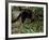 Jaguarundi, Ecuadorian Amazon Ecuador-Peter Oxford-Framed Photographic Print