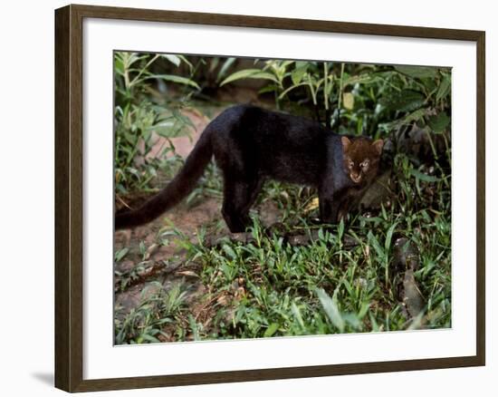 Jaguarundi, Ecuadorian Amazon Ecuador-Peter Oxford-Framed Photographic Print