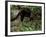 Jaguarundi, Ecuadorian Amazon Ecuador-Peter Oxford-Framed Photographic Print