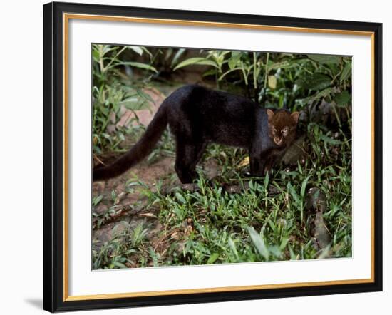 Jaguarundi, Ecuadorian Amazon Ecuador-Peter Oxford-Framed Photographic Print