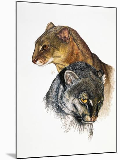 Jaguarundi-Barbara Keith-Mounted Giclee Print