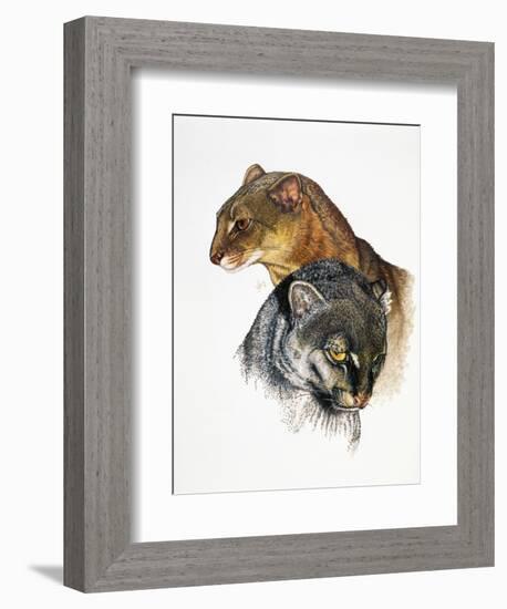 Jaguarundi-Barbara Keith-Framed Giclee Print