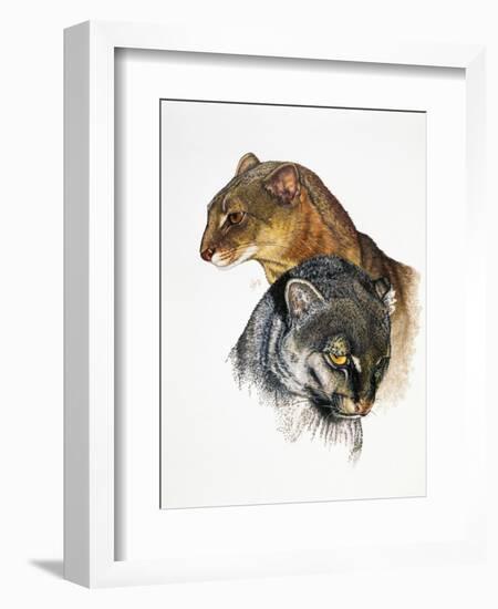 Jaguarundi-Barbara Keith-Framed Giclee Print