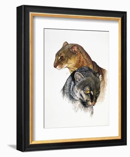 Jaguarundi-Barbara Keith-Framed Giclee Print